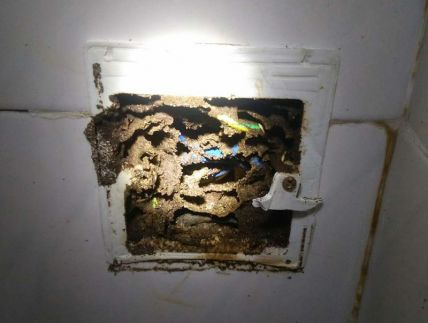 居民楼电箱白蚁入寝