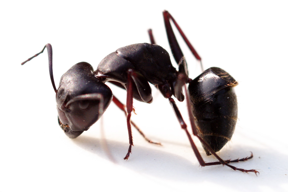 怎么区分蚂蚁白蚁？-陕西世渝霖环保科技有限公司
